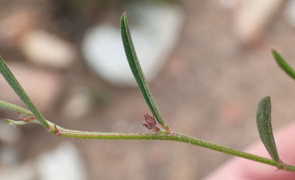 Plancia ëd Indigofera leptocarpa Eckl. & Zeyh.