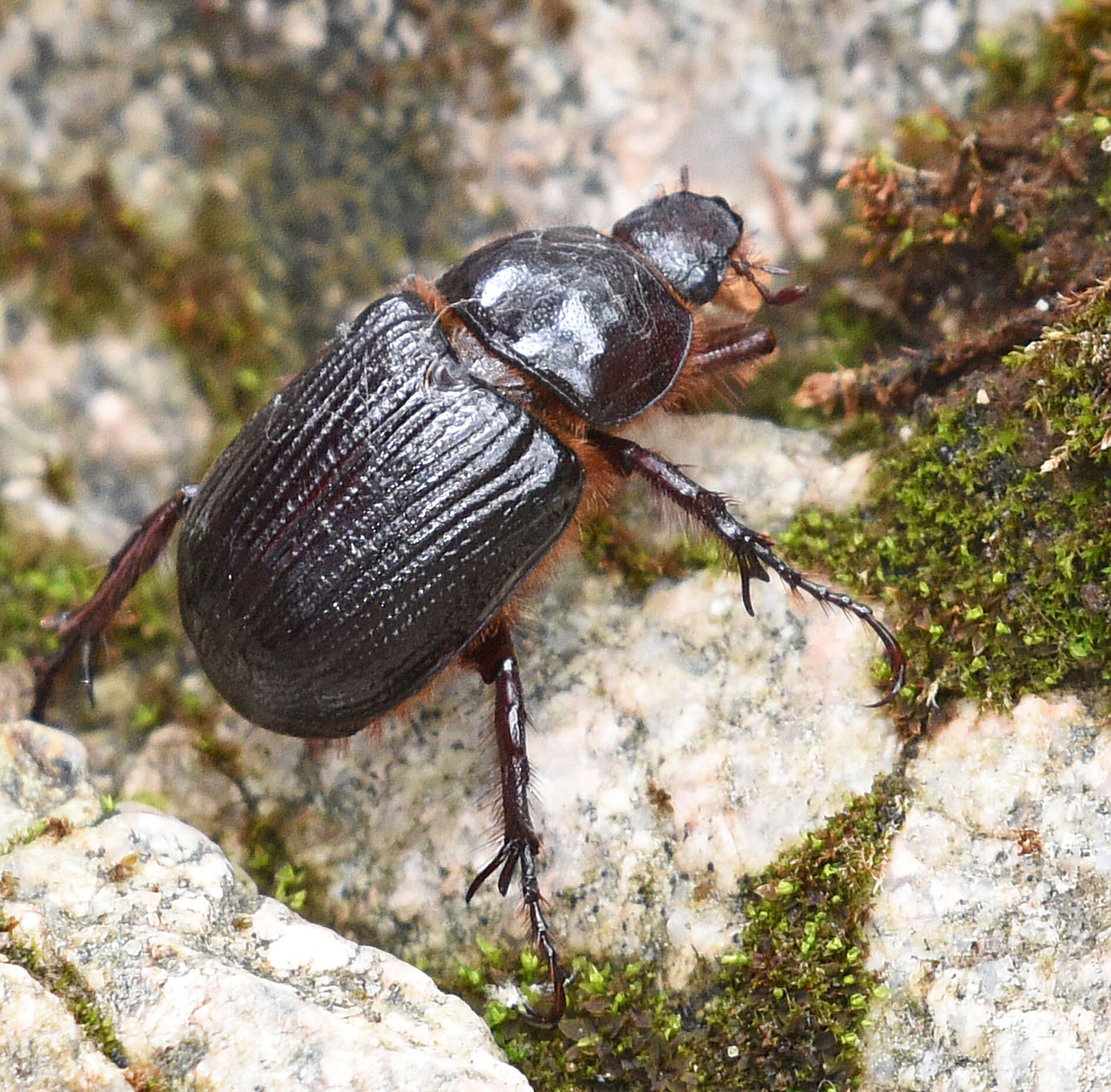 Image of Coscinocephalus cribrifrons (Schaeffer 1906)