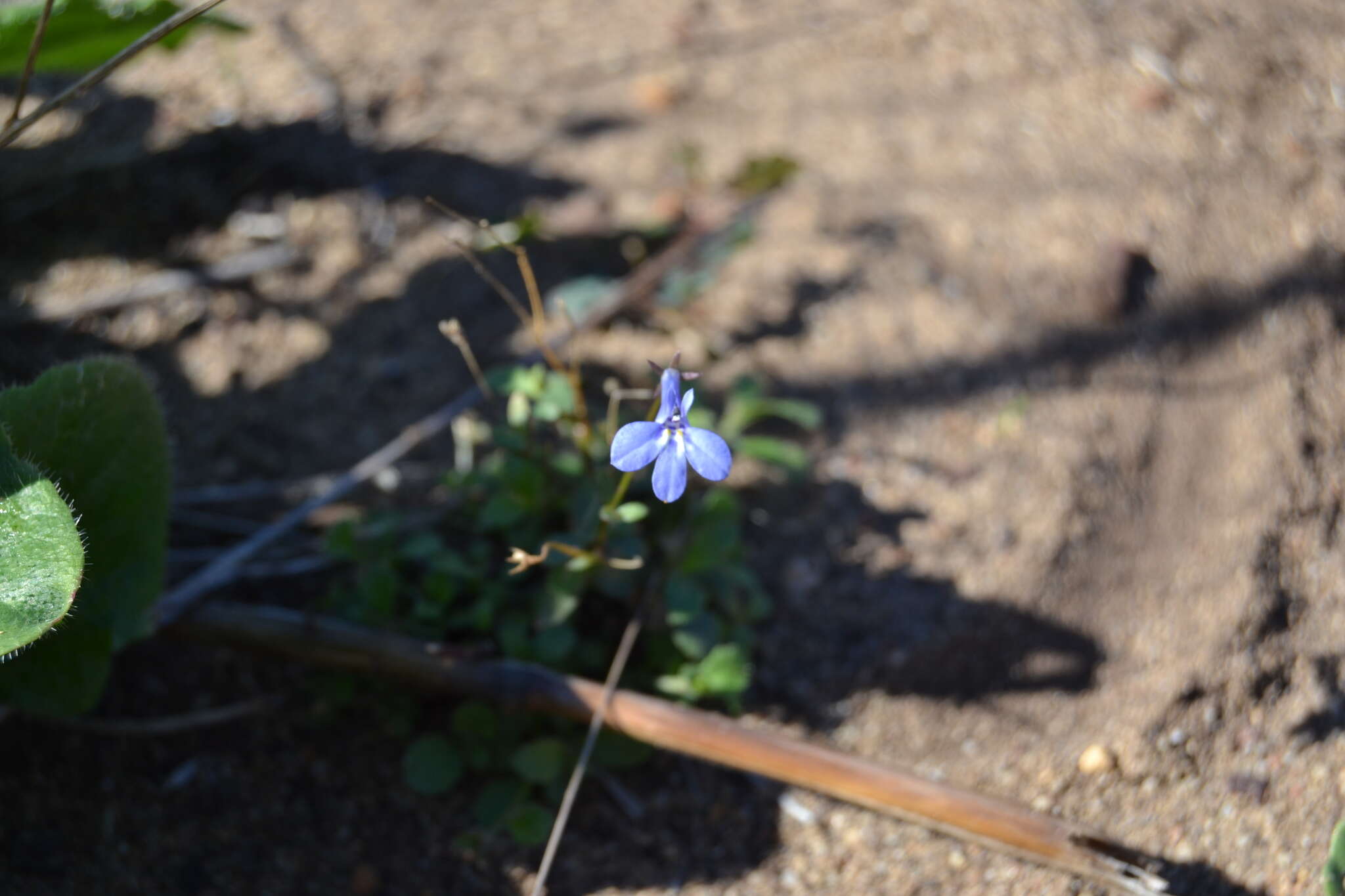 Image of edging lobelia