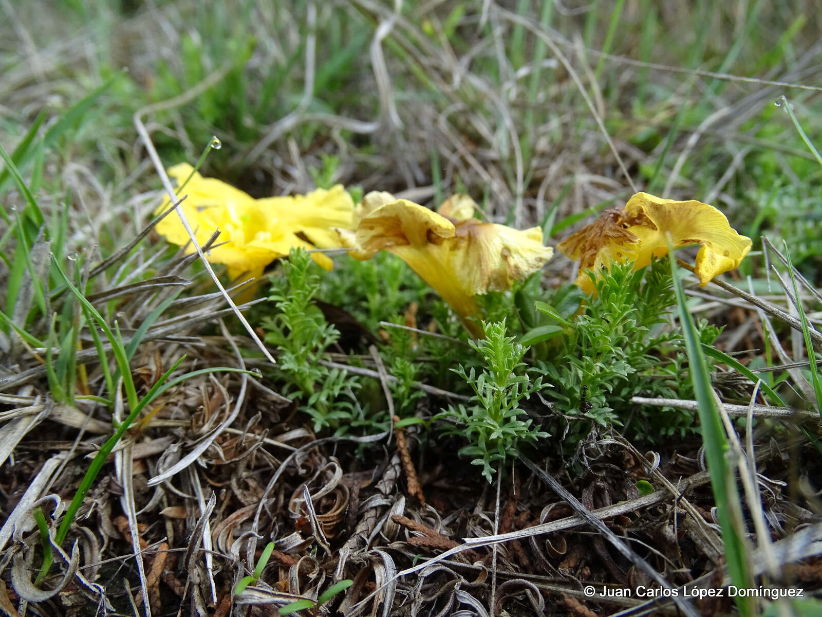 Image of Silviella prostrata (Kunth) Pennell