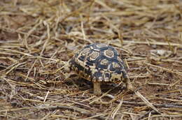 Image of Stigmochelys