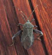 Pachylis laticornis (Fabricius 1798)的图像