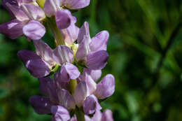 Image of <i>Lupinus <i>microcarpus</i></i> var. microcarpus