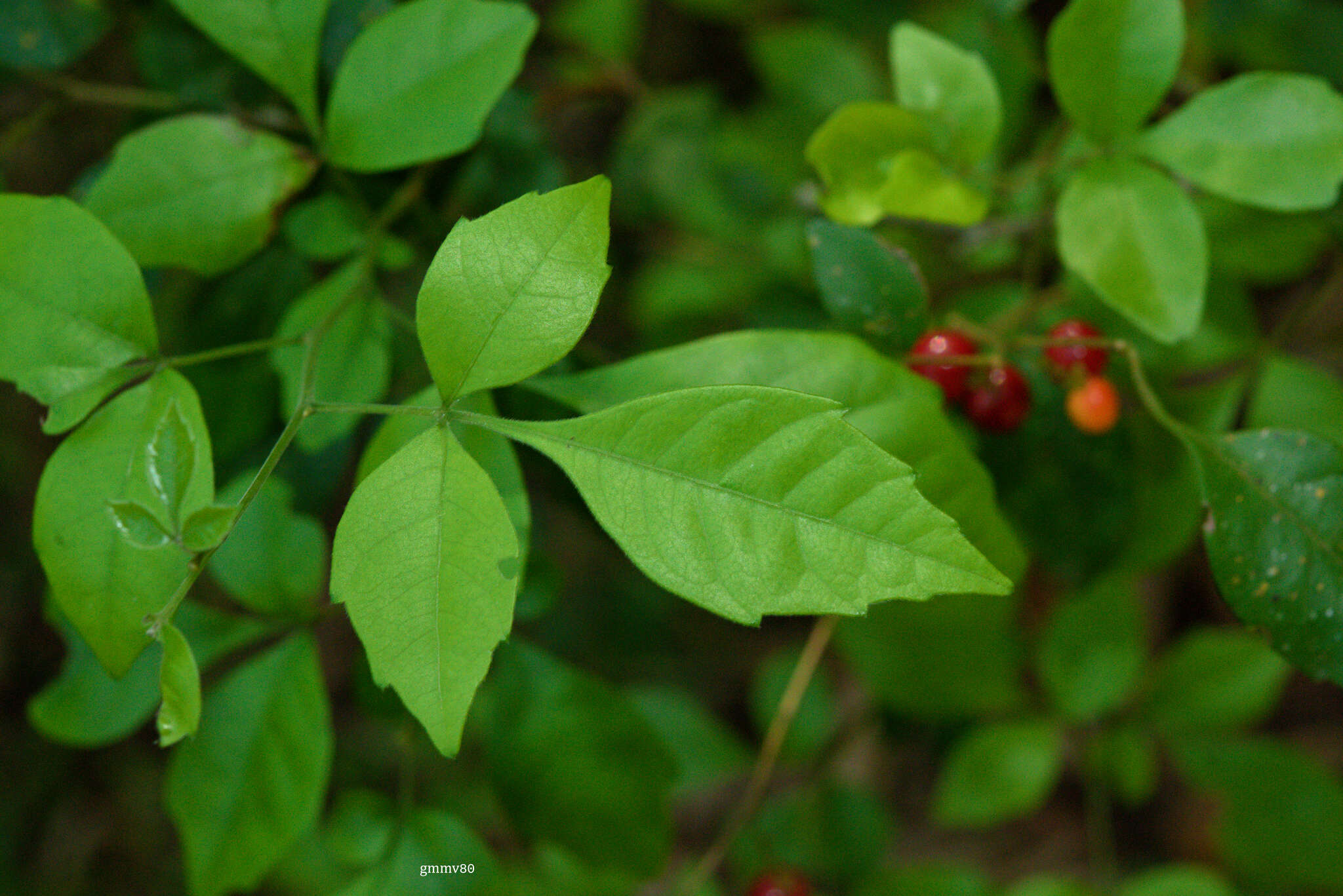 Allophylus guaraniticus (A. St.-Hil.) Radlk.的圖片