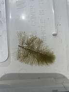 Image of Farwell's Water-Milfoil