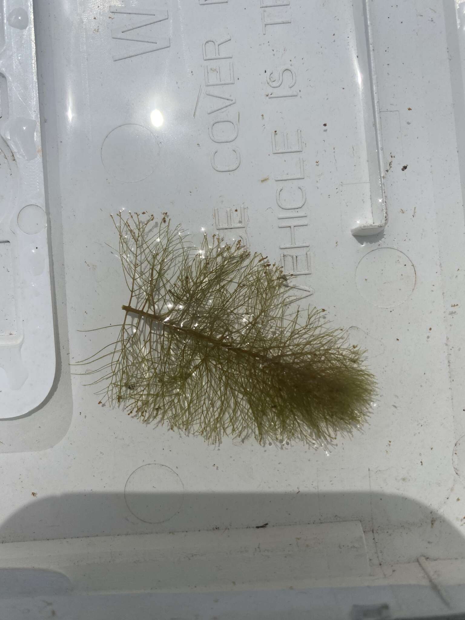 Image of Farwell's Water-Milfoil