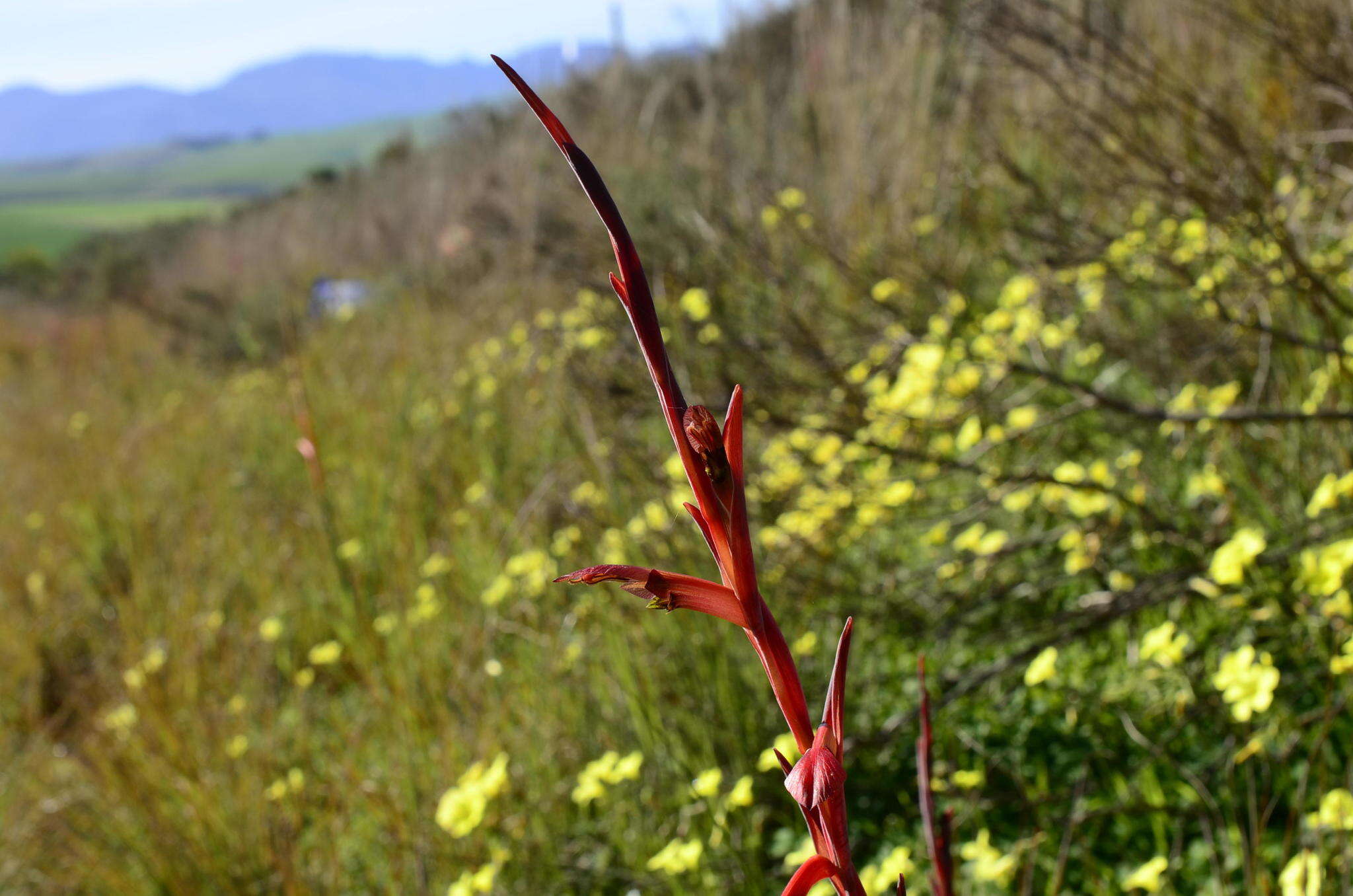 Gladiolus abbreviatus Andrews resmi