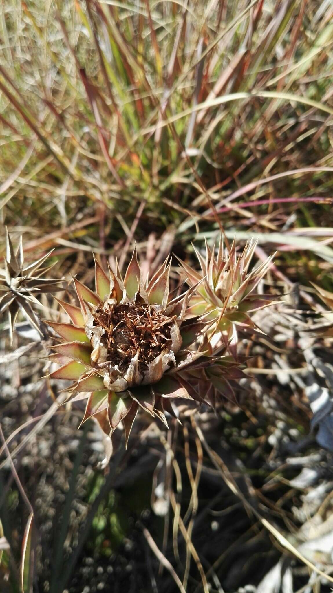 Image of Macledium zeyheri (Sond.) S. Ortiz