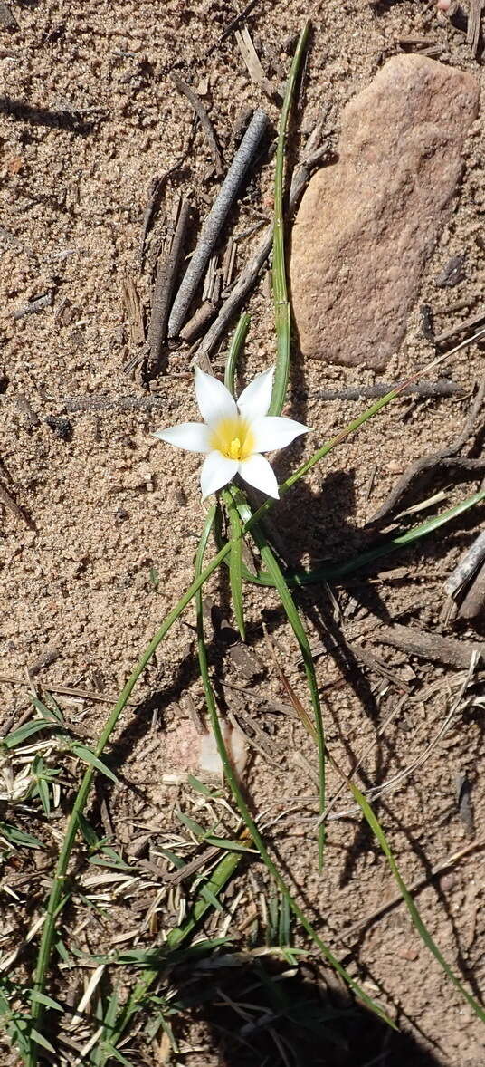 Image of Romulea flava var. viridiflora (Bég.) M. P. de Vos