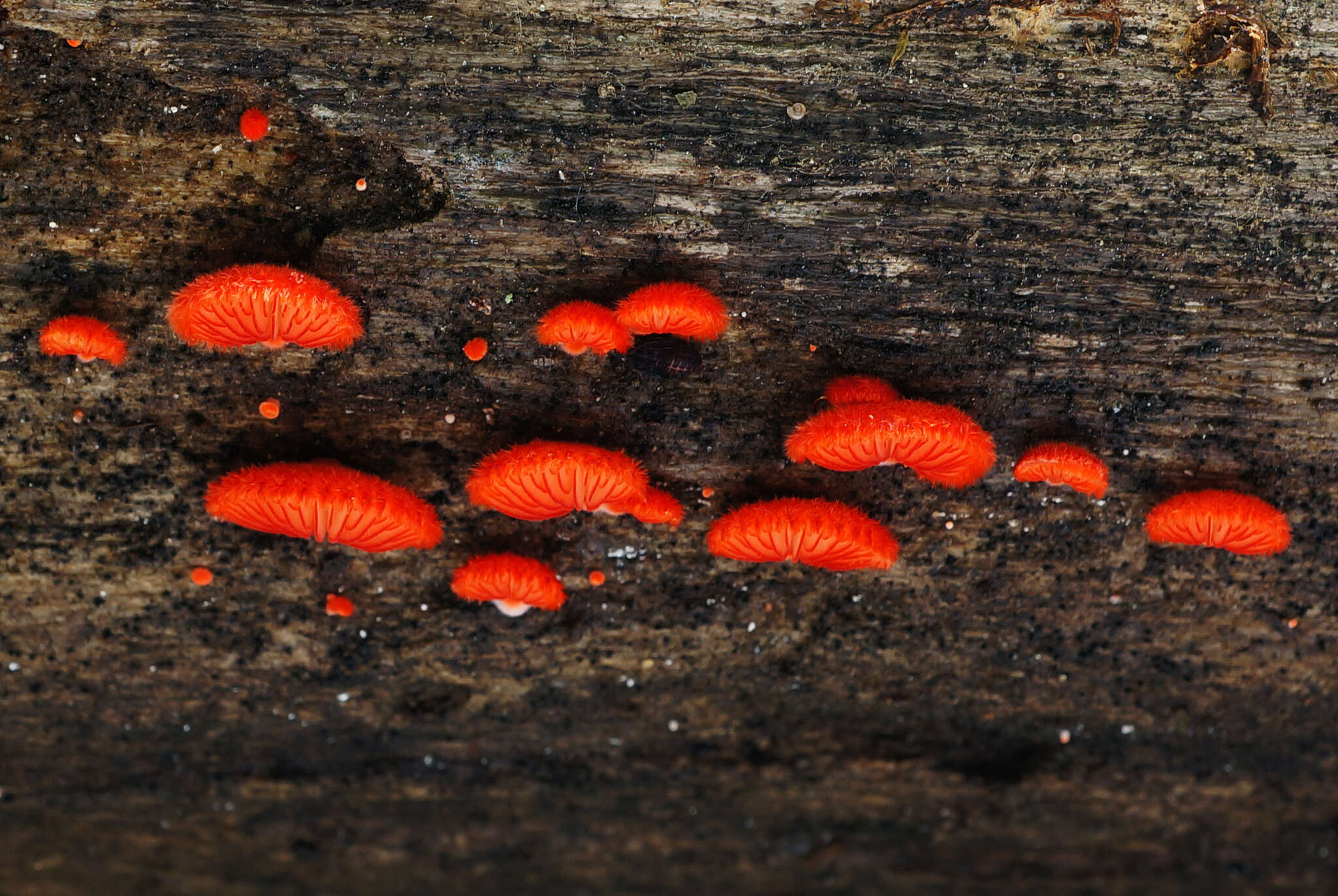 Image of Cinnabar oysterling