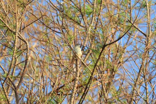 Image of Graceful Prinia