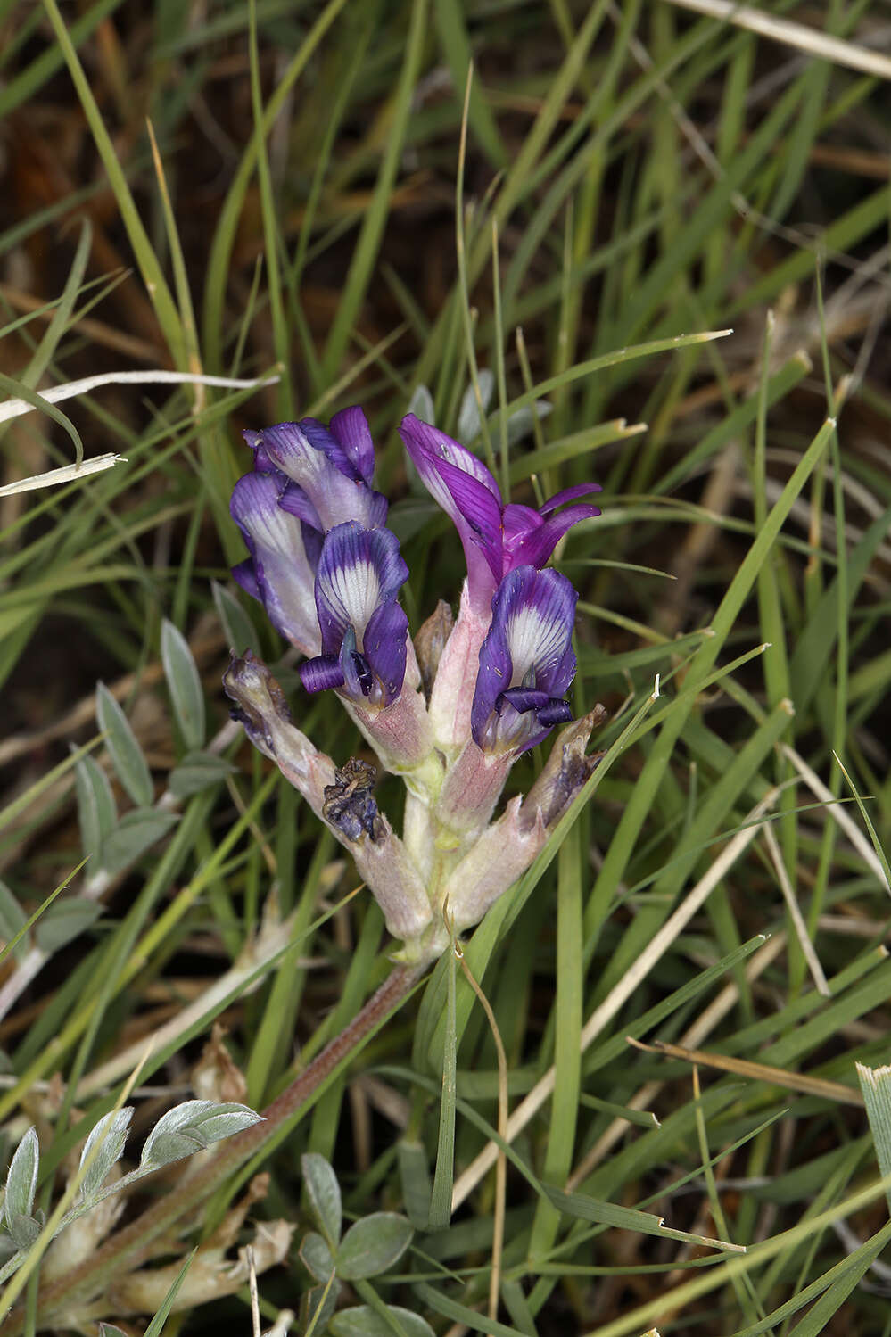 Imagem de <i>Astragalus <i>argophyllus</i></i> var. argophyllus