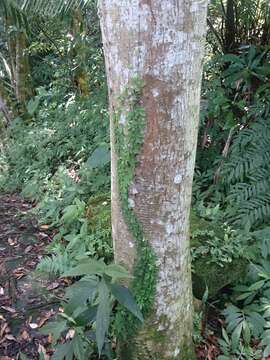 Image of Tetrastigma obtectum (Wall. ex Lawson) Planch. ex Franch.