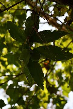 Image of Quercus crispifolia Trel.