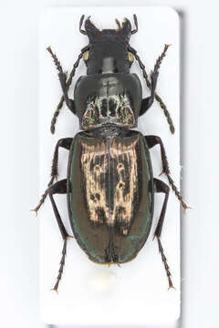 Image of Pterostichus (Oreophilus) jurinei (Panzer 1803)