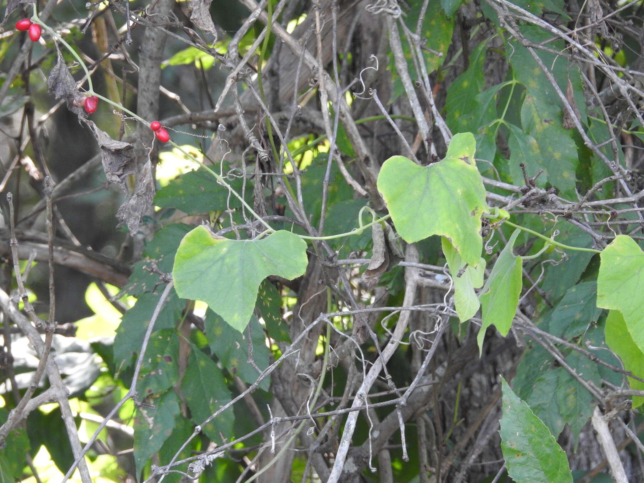 صورة Cayaponia quinqueloba (Rafin.) Shinners