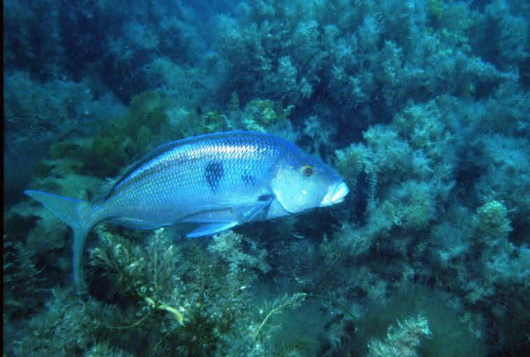 Image of Blue morwong