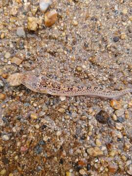 Image of Riverine Stargazer