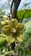 Image of Matelea velutina (Schltdl.) R. E. Woodson