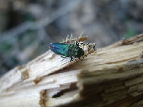 Image of Emerald ash borer