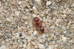 Plancia ëd Pogonomyrmex subnitidus Emery 1895