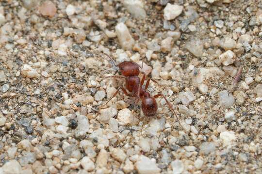 Image of Pogonomyrmex subnitidus Emery 1895