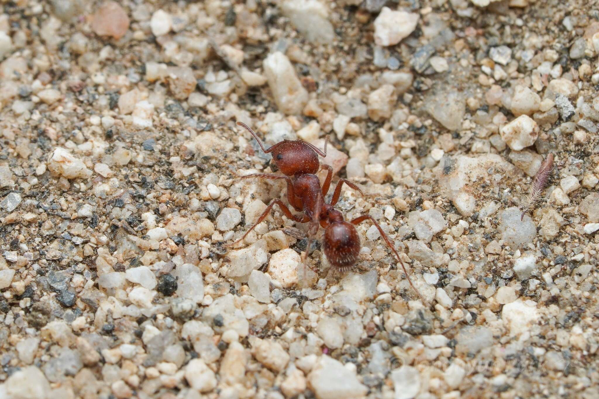 Image of Pogonomyrmex subnitidus Emery 1895