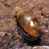 Image of Three-toothed Moss Snail