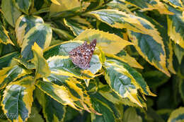 Image de Asterocampa celtis antonia