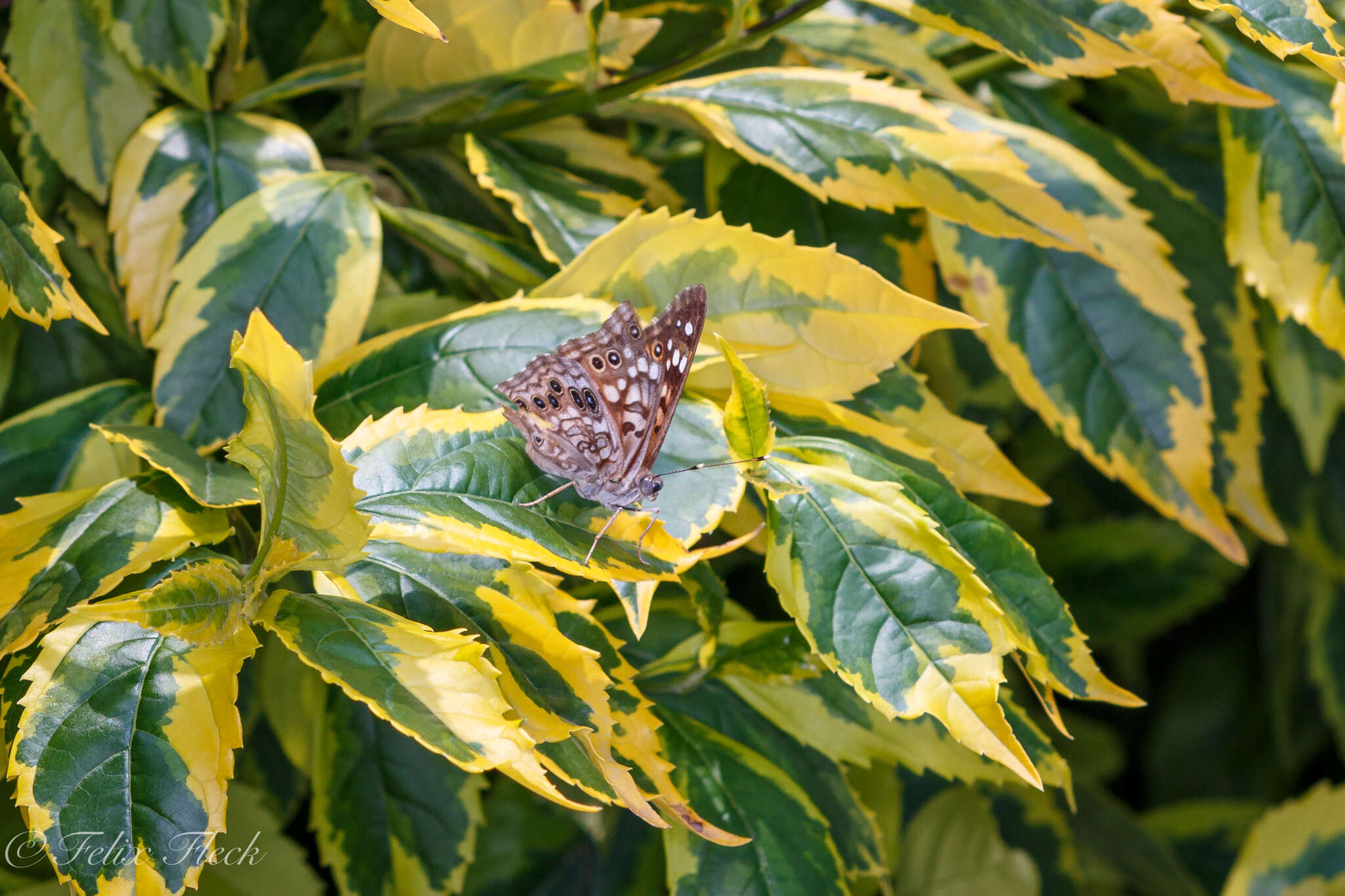 Image de Asterocampa celtis antonia