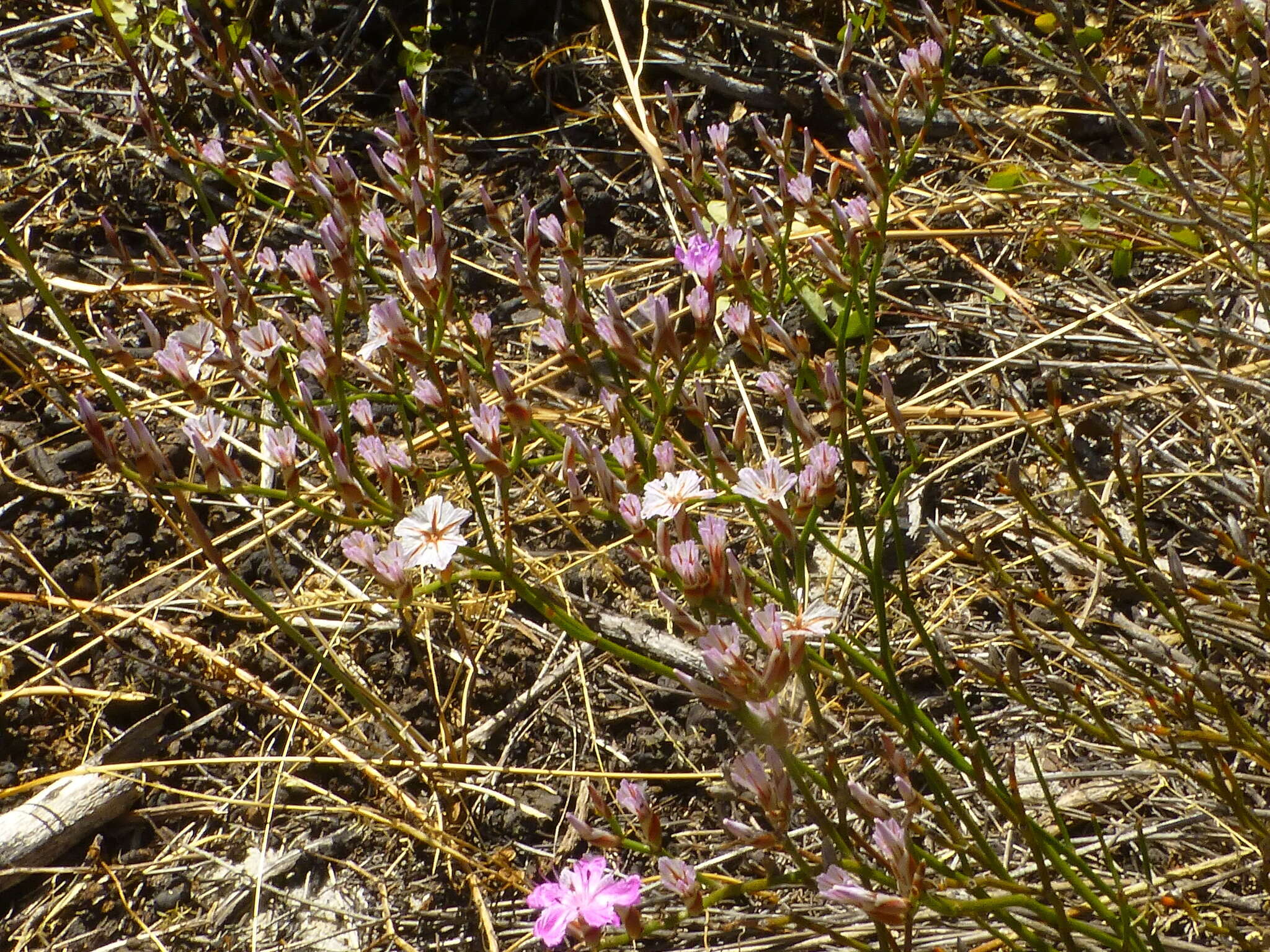 Afrolimon purpuratum (L.) I. A. Lincz. resmi