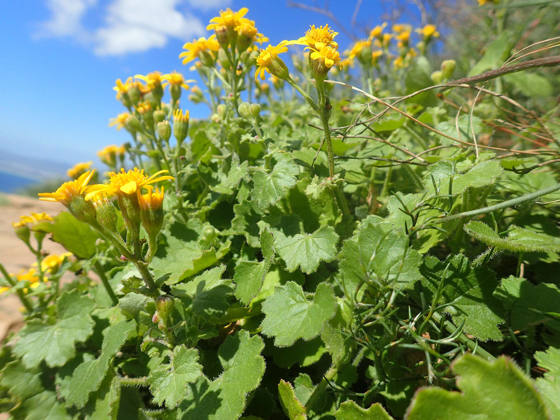 Image of Cineraria geifolia (L.) L.