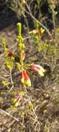 Image of Erica unicolor Wendl.