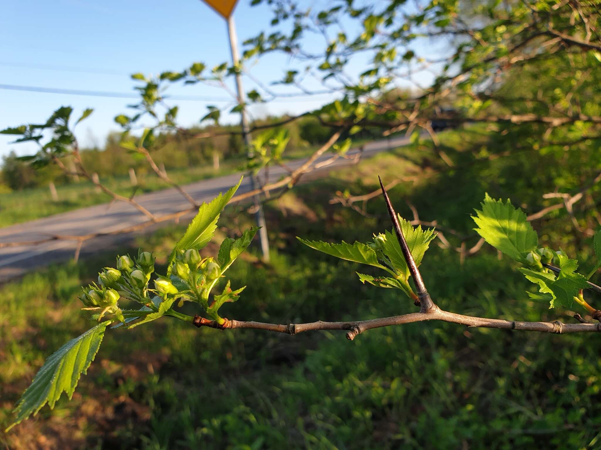 Image of Crataegus flabellata var. flabellata