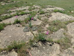 Image of Watsonia lepida N. E. Br.