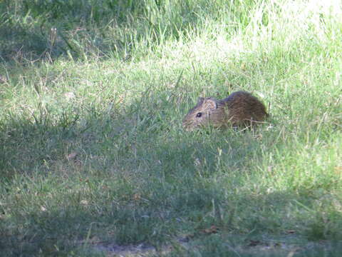 Image of Brazilian Guinea Pig