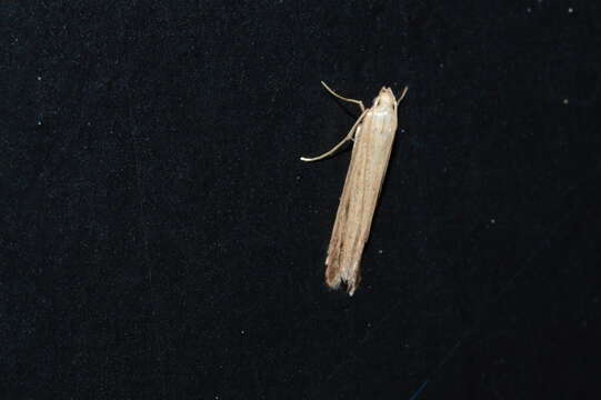 Image of Duospina trichella Busck 1908