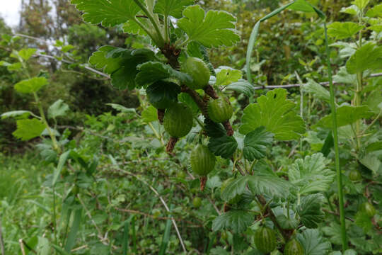 Image of European gooseberry