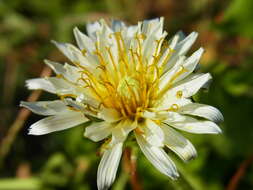 Image de Taraxacum albidum Dahlst.