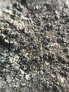 Image of rim lichen