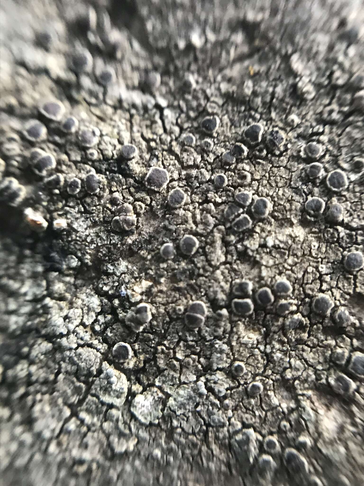 Image of rim lichen