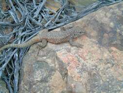 Image of Hellmich's Tree Iguana