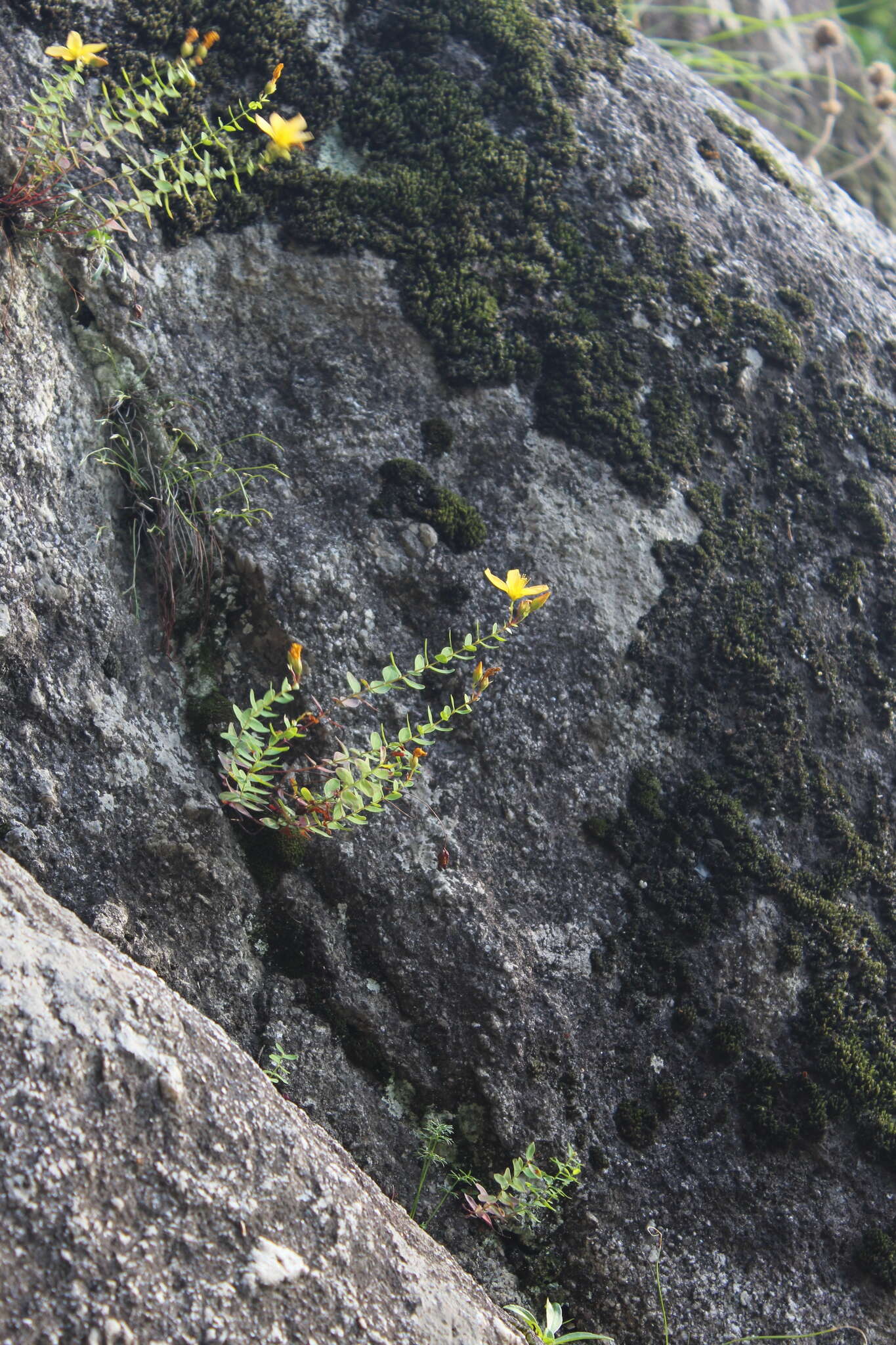 Image of Hypericum nummularioides Trautv.