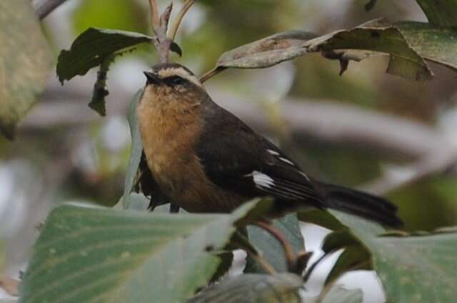 Image of Cinereous Conebill