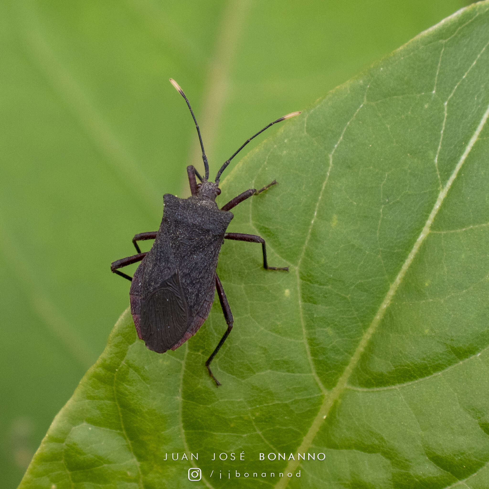 Image of Anasa apicalis (Westwood 1842)