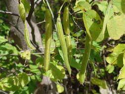 Senna macranthera (Collad.) H. S. Irwin & Barneby resmi