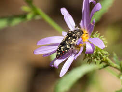 Imagem de Acmaeodera rubronotata Laporte & Gory 1835