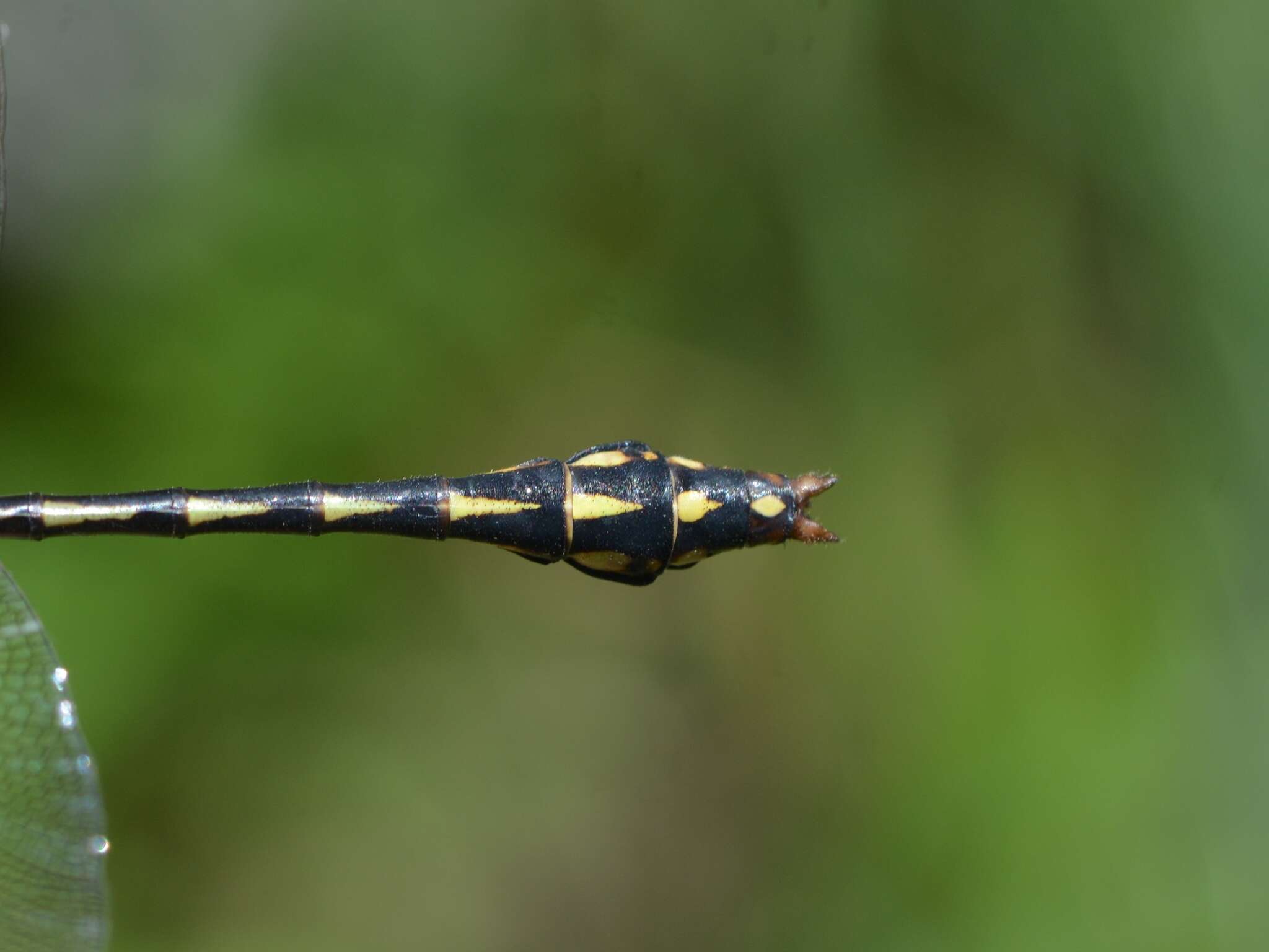 صورة Ophiogomphus aspersus Morse 1895