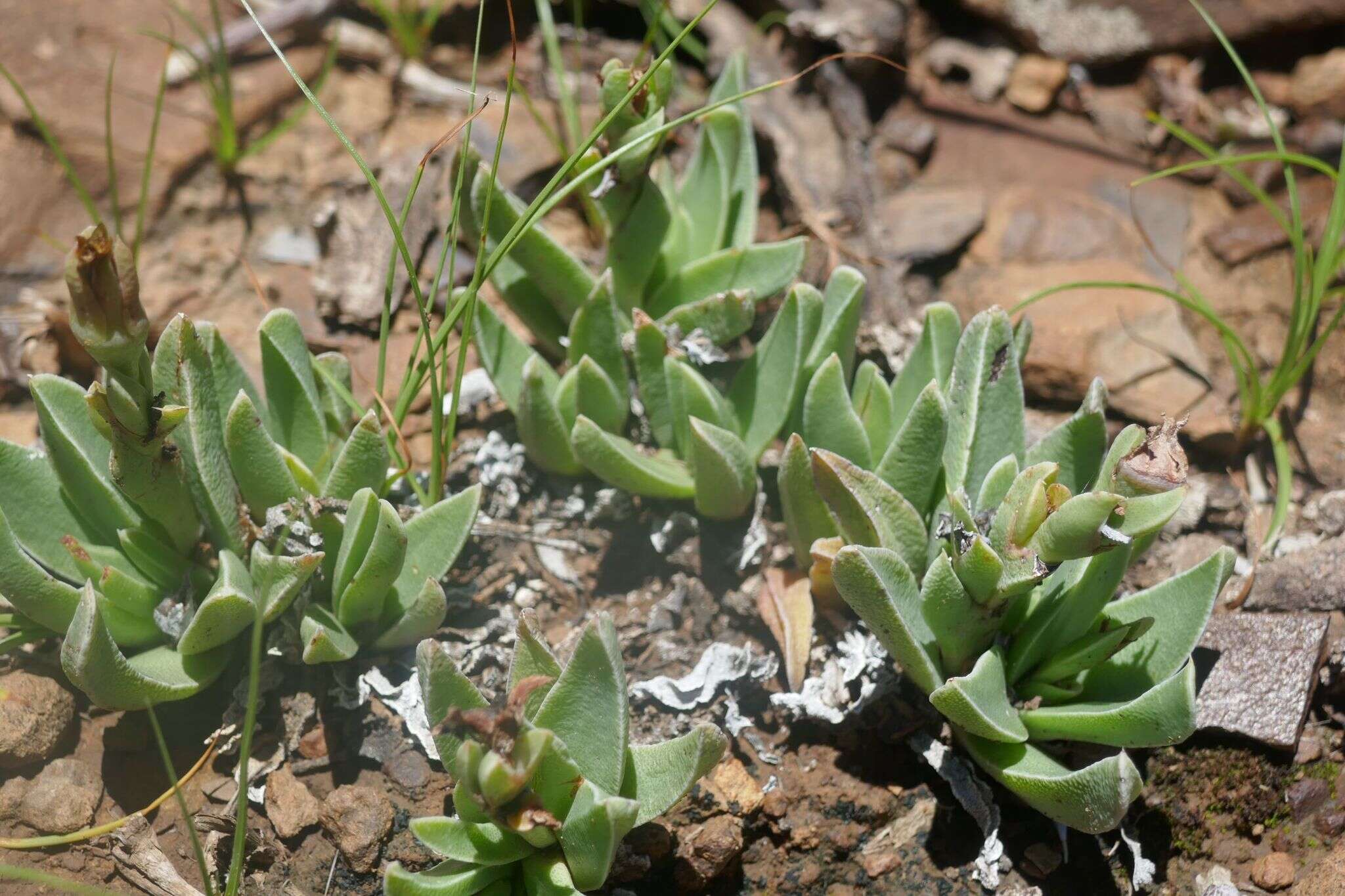 Image de Bergeranthus albomarginatus A. P. Dold & S. A. Hammer