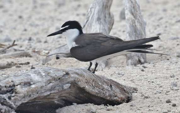 Image of Bridled Tern